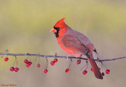 Cardinal Tree PIX-534